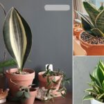 Cover snake plant