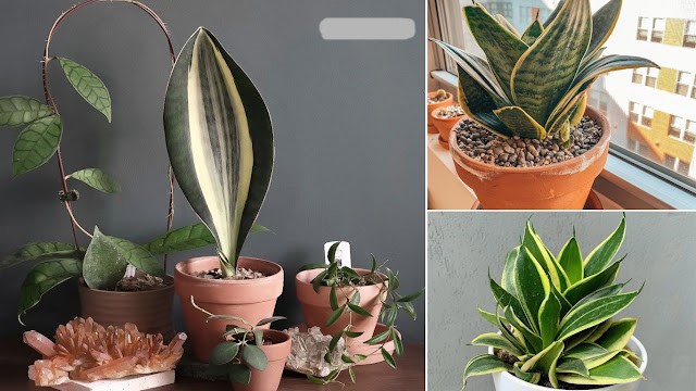 Cover snake plant