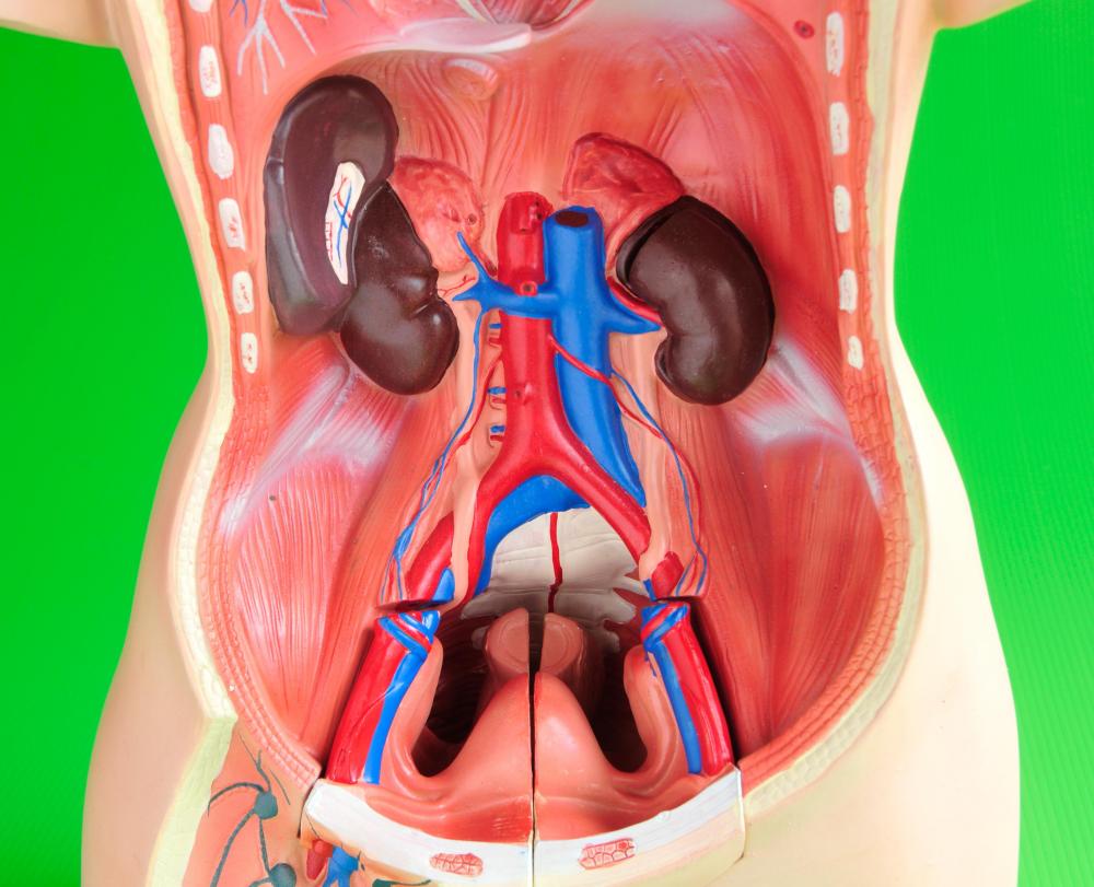 Kidney problem