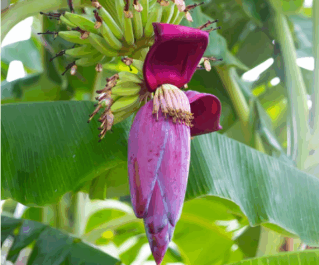 7 incroyables bienfaits pour la santé des fleurs de bananier.