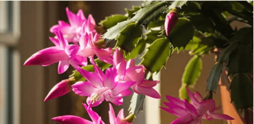 Le secret simple pour un cactus de Noël en fleurs. De quoi a-t-il besoin pour une floraison abondante ?