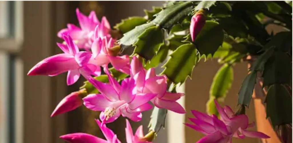 Le secret simple pour un cactus de Noël en fleurs. De quoi a-t-il besoin pour une floraison abondante ?
