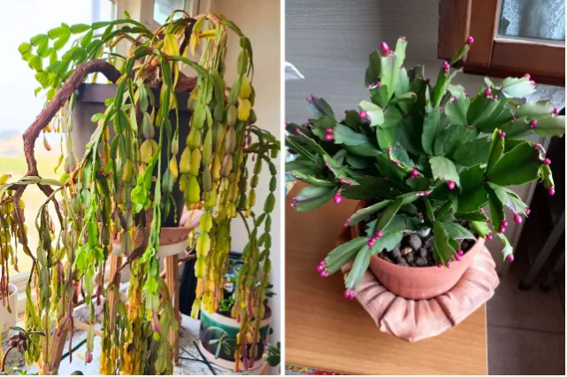 8 choses à faire avec un cactus de Noël en janvier/février
